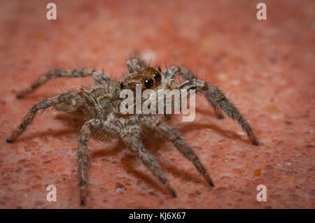 In der Nähe von einem kleinen Spinne Stockfoto