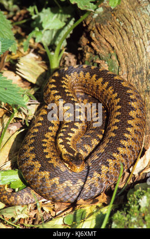 Kreuzotter, Kreuz-Otter, Otter, Viper, Vipera berus, Adder, Viper, Viper, Viper Stockfoto