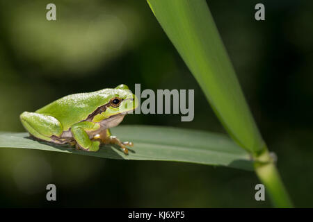 Europäischer Laubfrosch sonnt sich, Laub-Frosch, Frosch, Hyla arborea, Europäischer Baumfrosch, Mitteleuropäischer Baumfrosch Stockfoto