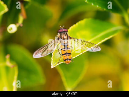 Eine Makroaufnahme eines hoverfly sitzt auf einem grünen Blatt im Sonnenschein. Stockfoto