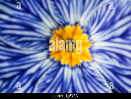 Eine Makroaufnahme eines stripy Zebras blaue Primel Blüte. Stockfoto