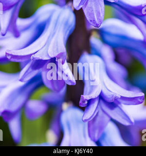 Eine Makroaufnahme einer hyazinthe Delfter Blau blühen. Stockfoto