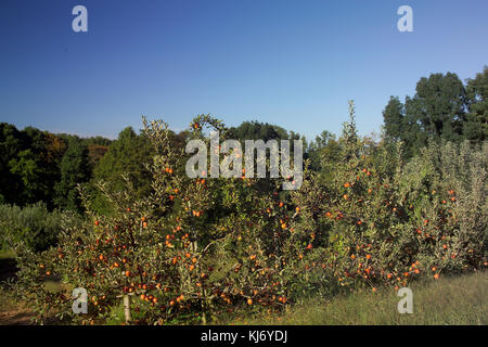 Apfelbaum in Orchard (Malus Domestica) Cameo Sorte Stockfoto