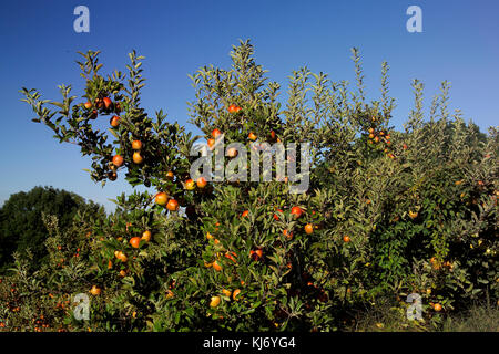 Apfelbaum in Orchard (Malus Domestica) Cameo Sorte Stockfoto