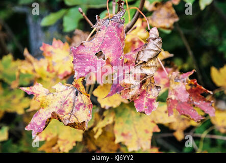 Bunte Blätter im Herbst Baum. Schönheit in der Natur. saisonale natürliche Szene. gelb Foto Filter. Stockfoto