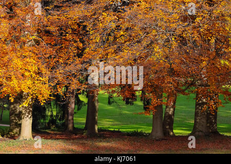 Wunderschöne Herbstfarben im Wenkenpark, Riehen, Kanton Basel-Stadt, Schweiz. Stockfoto