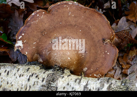 Birch polypore Pilze (Fomitopsis Piptoporus betulinus Betulina (vorher) Stockfoto