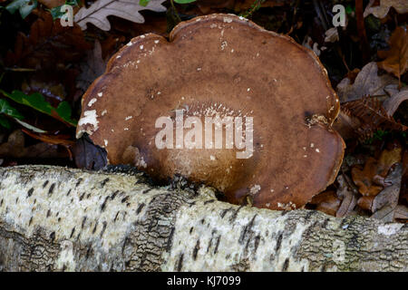 Birch polypore Pilze (Fomitopsis Piptoporus betulinus Betulina (vorher) Stockfoto