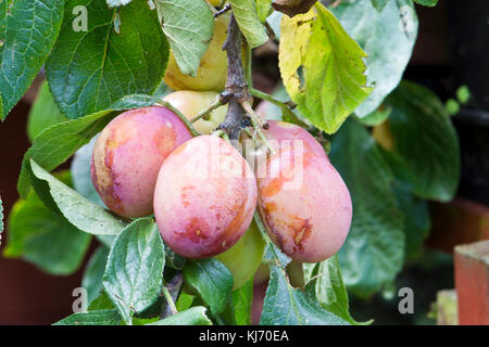 The branch of a Victoria Plum tree laden with fruit Stockfoto