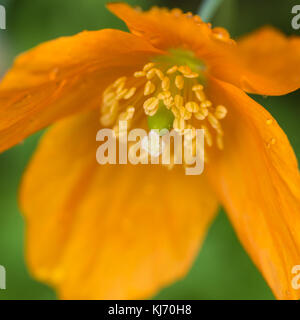 Eine Makroaufnahme eines orangefarbenen Waliser Poppy. Stockfoto