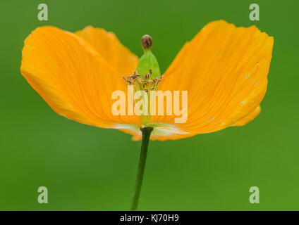 Eine Makroaufnahme eines walisischen Mohn blüht. Stockfoto