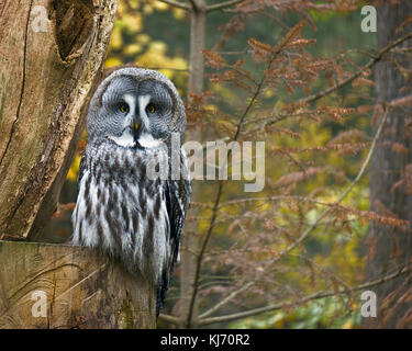 Porträt der Bartkauz im Wald, Strix Nebulosa, Rhodes, Frankreich. Stockfoto