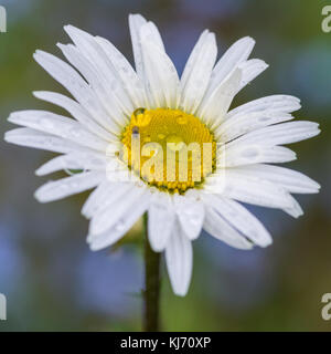 Eine Makroaufnahme eines Ochsen Auge Daisy. Stockfoto
