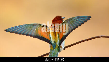 Europäischer Bienenfresser (Merops apiaster) sitzt auf einem Ast Stockfoto