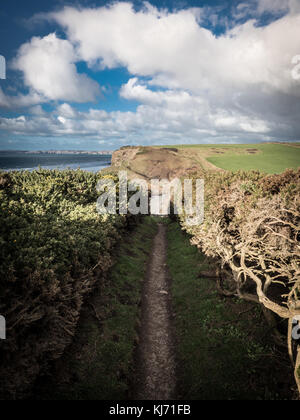 Den Pfad zum Strand bei druidstone Pembrokeshire Wales UK Stockfoto