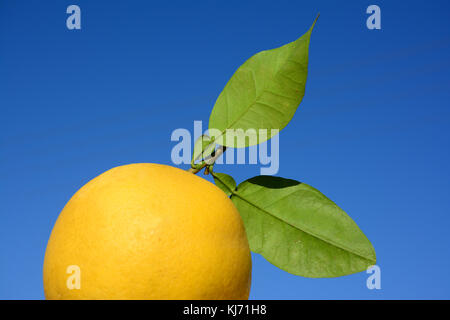 Grapefruit closeup Stockfoto