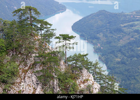 Pinien auf Tara Berglandschaft Stockfoto