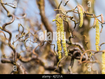 Ein Schuss von palmkätzchen hängen von den Ästen eines Korkenzieher Hasel Baum. Stockfoto