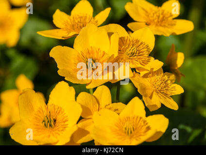 Eine Makroaufnahme einer Gruppe von März ringelblume Blüten. Stockfoto