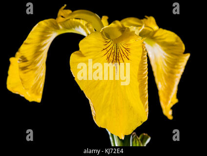 Eine Makroaufnahme einer gelben Flagge iris geschossen vor einem schwarzen Hintergrund. Stockfoto