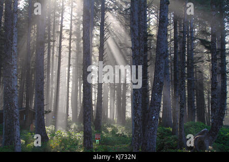 Sonne scheint durch die Bäume in einem Wald in Oregon Zustand. Dieses Bild wurde in den frühen Morgen. Stockfoto