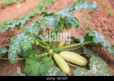 Junge Zucchini Anlage in einem Gemüsegarten Stockfoto