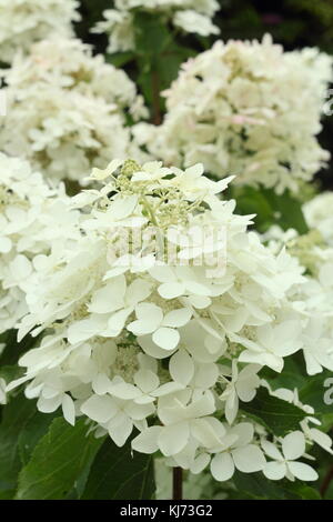 Hydrangea paniculata 'Tardiva' in voller Blüte in einem Garten an einem hellen Sommertag (August), UK Stockfoto