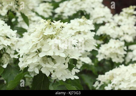 Hydrangea paniculata 'Tardiva' in voller Blüte in einem Garten an einem hellen Sommertag (August), UK Stockfoto