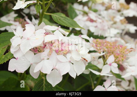 Hydrangea Macrophylla 'Lanarth White' in voller Blüte an einem hellen Sommertag (August), UK Stockfoto