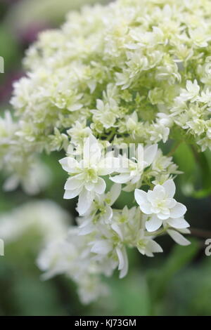 Hydrangea arborescens 'Hayes Starburst' in voller Blüte an einem hellen Sommertag (August), UK Stockfoto