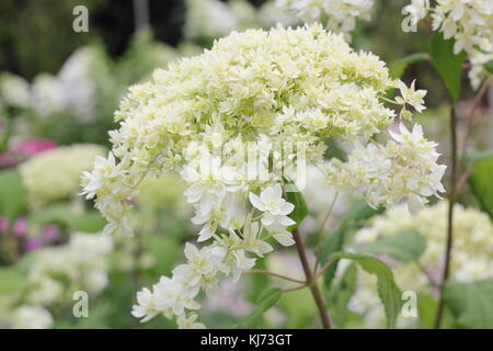 Hydrangea arborescens 'Hayes Starburst' in voller Blüte an einem hellen Sommertag (August), UK Stockfoto