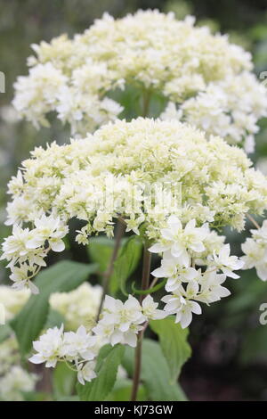 Hydrangea arborescens 'Hayes Starburst' in voller Blüte an einem hellen Sommertag (August), UK Stockfoto