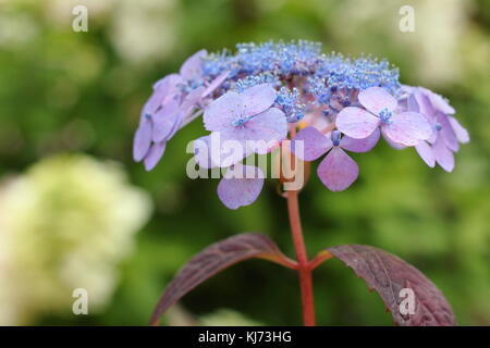 Hydrangea macrophylla 'Muecke" in voller Blüte in einem Garten an einem hellen Sommertag (August), UK Stockfoto