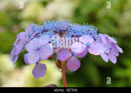 Hydrangea macrophylla 'Muecke" in voller Blüte in einem Garten an einem hellen Sommertag (August), UK Stockfoto