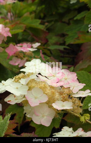 Hydrangea quercifolia 'Alice', eine Oak leaved Hortensie anzeigen Reifen rosa Blüten und dem Beginn der herbstlichen Laub Farben in einem Englischen Garten Stockfoto