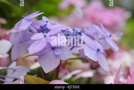 Hydrangea Macrophylla 'Arzt Jean Varnier, in voller Blüte in einem Garten an einem hellen Sommertag (August), UK Stockfoto