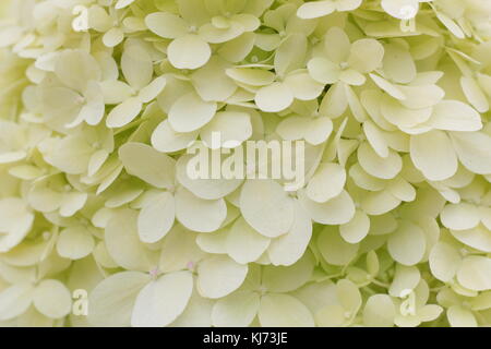 Hydrangea pannicula 'Limelight' (PBR) Detail der Großen auffälligen Blüten in einen Englischen Garten an einem hellen Sommertag (August), UK Stockfoto