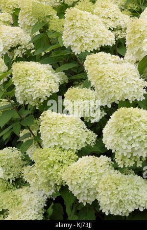 Hydrangea pannicula 'Limelight' (PBR) in voller Blüte in einen Englischen Garten an einem hellen Sommertag (August), UK Stockfoto