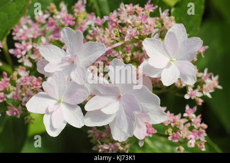 Hydrangea Macrophylla 'Feuerwerk' in voller Blüte an einem hellen Sommertag (August), UK Stockfoto