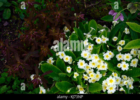 Primula vulgaris, Primel, Euphorbia amygdaloides Purpurea, Lila, Holz, Wolfsmilch, Gelb, Hybrid, Mischlinge, Blume, Blüte, Blumen, Bodenbewuchs, sp Stockfoto