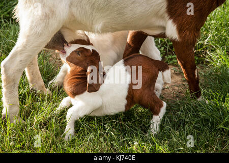 Ziegenbaby, die von einer Ziegenmutter auf einem Bauernhof, Lancaster County, Pennsylvania, USA, USA, Niedliche Babytiere isoliert FS 12,67 MB. 300ppi Stockfoto