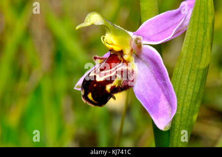 Biene Orchidee, Orphy Apifera, Nahaufnahme, Seitenansicht, weit verbreitet in UK, Juni bis Juli, Stockfoto