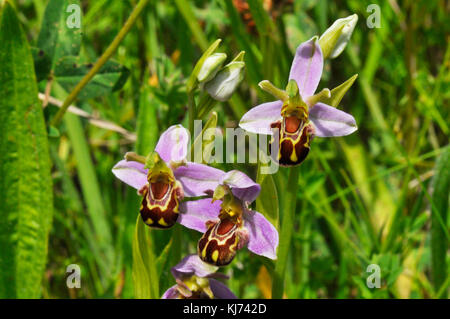 Bee Orchid, 'Orphy apifera', kalkhaltige Graslandschaften, weite Verbreitung in Großbritannien, juni bis juli, Wiltshire, Stockfoto