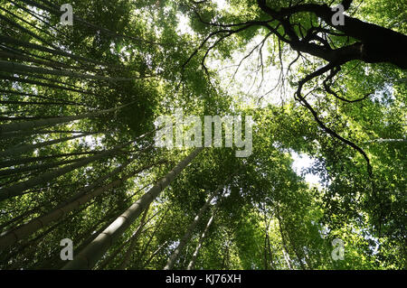 Arashiyama Bamboo Garden, Kyoto Japan Stockfoto