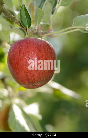 Braeburn Äpfel bereit, von einem Obstgarten in Neuseeland zu holen Stockfoto