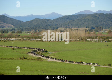 Holstein Friesen Kopf weg nach dem Melken an der Westküste Dairy Farm in der Nähe von Ikamatua, Neuseeland vergossen Stockfoto