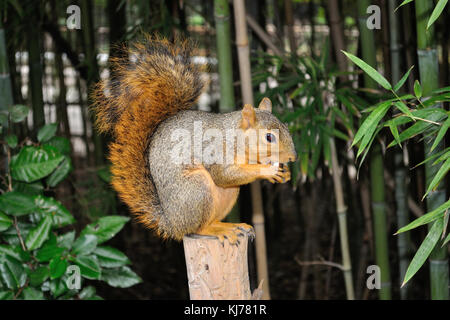 Ein rotes Eichhörnchen auf eine Stelle im Garten Stockfoto
