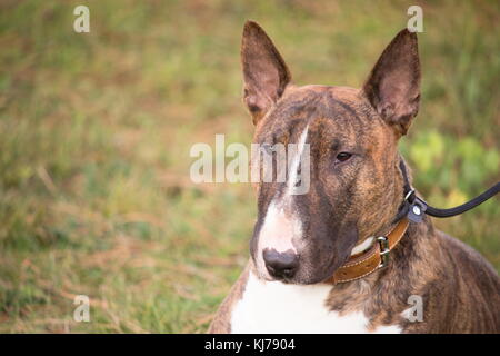 Ein braun Bull Terrier Hund, im Gras liegend in der Sonne Stockfoto