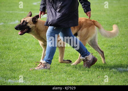 Der Belgische Schäferhund malinois Spaziergänge zu den Füßen seines Meisters während ein Hund Wettbewerb Stockfoto