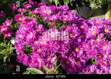 Symphyotrichum novi-belgii Bahamas Blüte im Herbst in Großbritannien Stockfoto